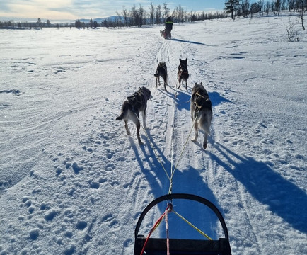 Roros Husky Day Tours-Roros必去景点
