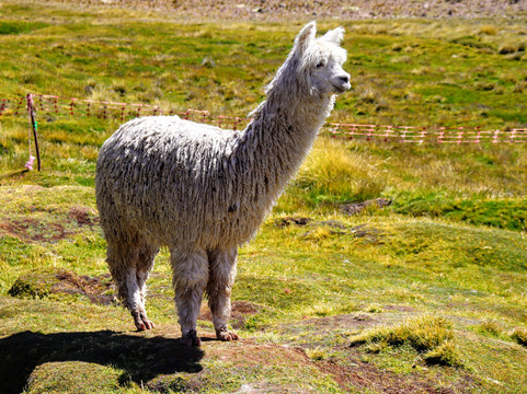 Transportes Turisticos Arequipa, Peru-Cayma必去景点