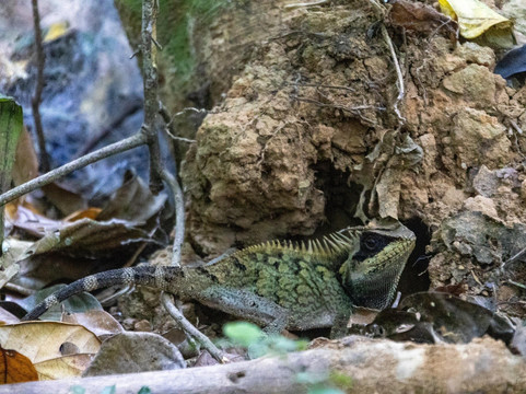 Khaoyai Jungle Tour and Photographer by Guide Jay-北冲县必去景点