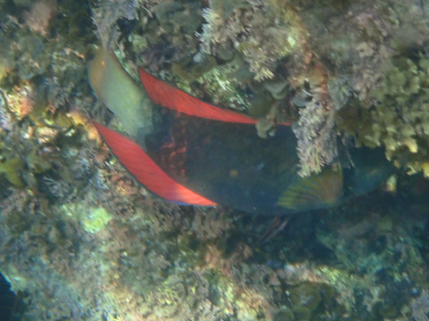 Australia's Coastal Wilderness Adventures-赫斯基森必去景点