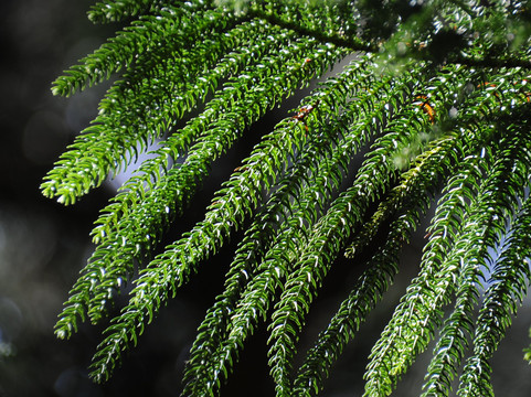 Jardim Botânico António Borges-蓬塔德尔加达必去景点