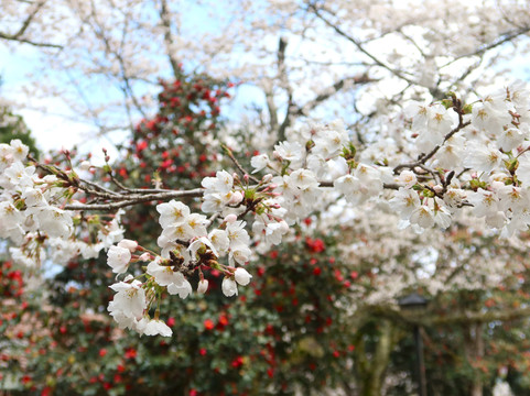 Ibuki Park-仓吉市必去景点
