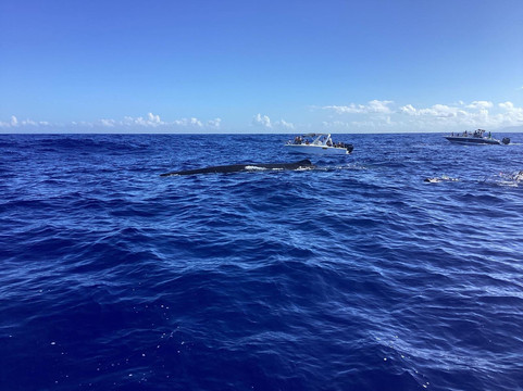 Holy Spirit Cruise Mauritius-弗力克昂弗雷克必去景点