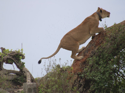 Bongo Trips-Kigamboni必去景点