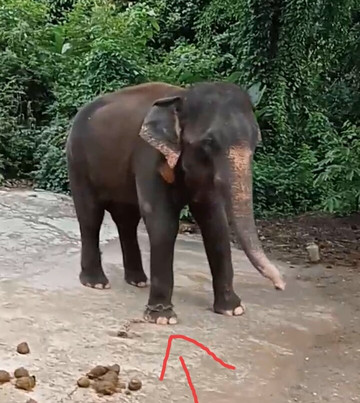 湄特曼大象训练营-夜林必去景点