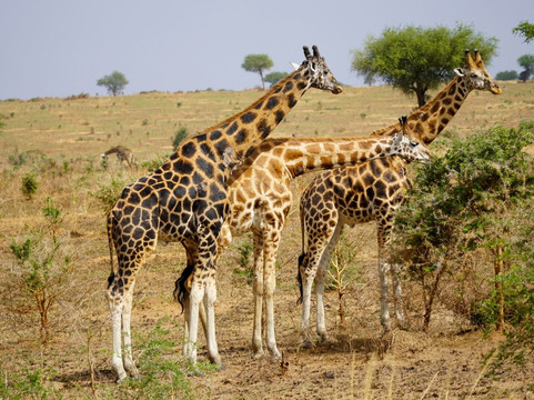 Nature Responsible Safari Uganda-恩德培必去景点