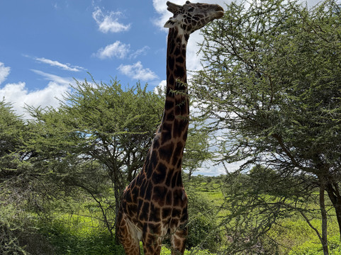 Paradise & Wilderness  | Beach & Safari Holidays-阿鲁沙必去景点