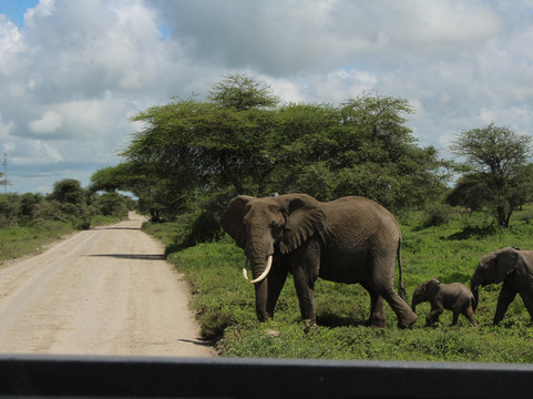 Paradise & Wilderness  | Beach & Safari Holidays-阿鲁沙必去景点
