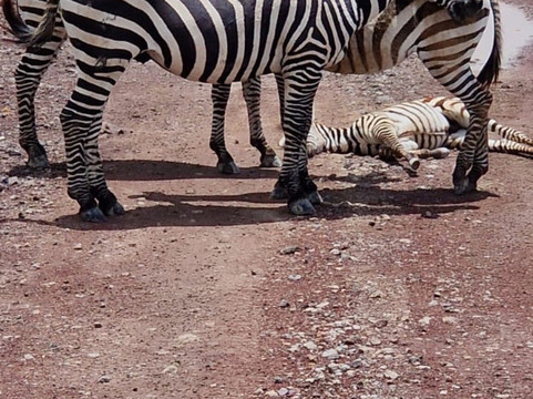 Travel wise Safari-阿鲁沙必去景点