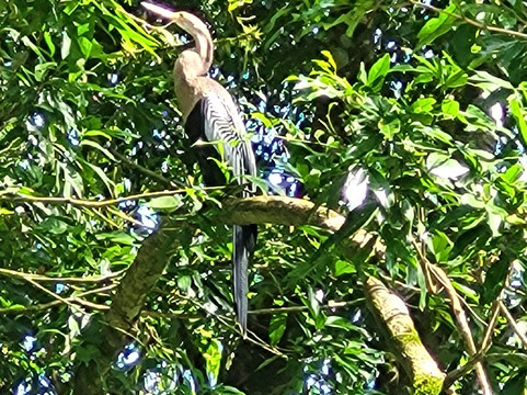 Sarapiqui River-Province of Heredia必去景点