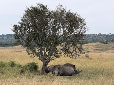 Devine African Safaris-吉佳利必去景点