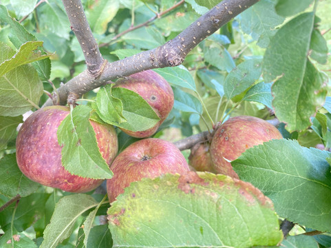 Epagri Experimental Station-Sao Joaquim必去景点