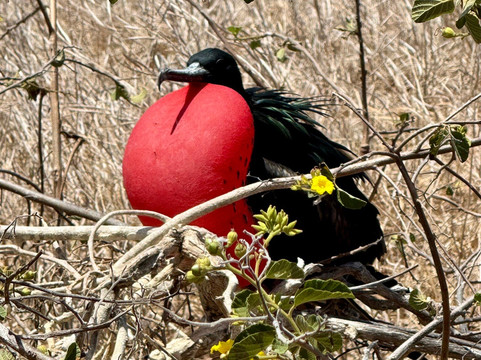 Galapagos Best Option-阿约拉港必去景点