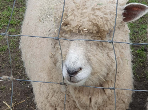 Willow Tree Family Farm-Shirebrook必去景点