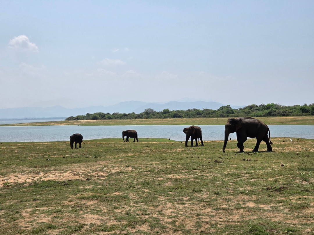 Kavisha Safari Service Udawalawa-乌达瓦拉瓦必去景点