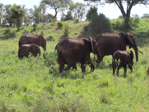 Corto Safaris-阿鲁沙必去景点