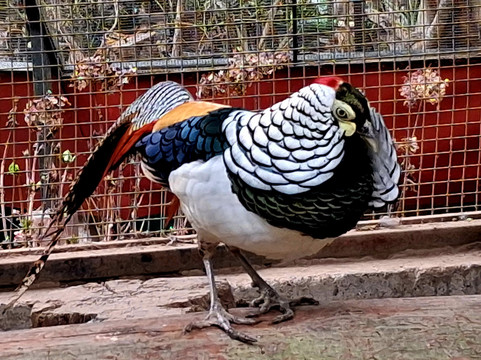 Sidkeong Tuluk Bird Park-West Sikkim必去景点