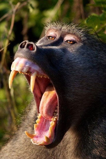 Sumatra Orangutan Tours-武吉拉旺必去景点