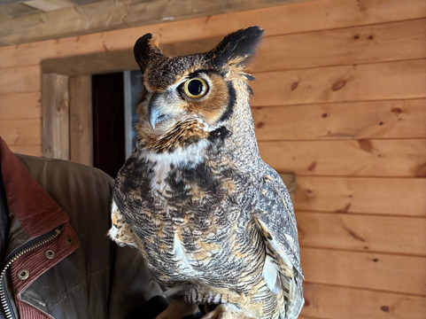 Monadnock Falconry-Temple必去景点