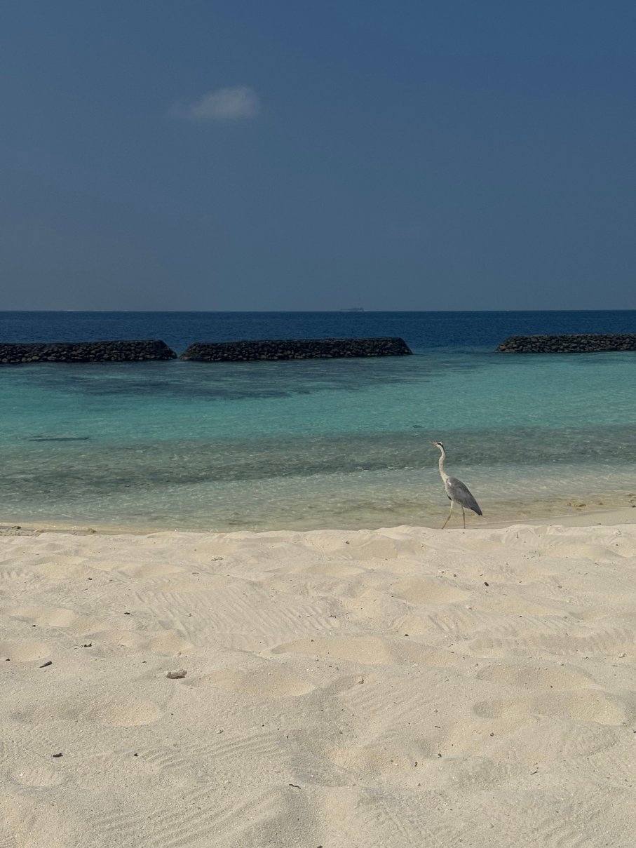 可可棕榈波杜希蒂 - 26.10.31前预订可享5折快艇往返接送-官方