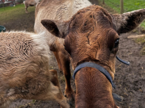 Willow Tree Family Farm-Shirebrook必去景点