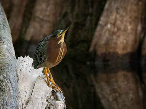 Clyde Butcher's Big Cypress Gallery-奥乔皮必去景点