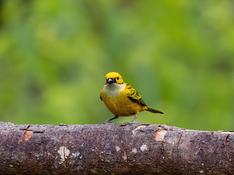Feathers Garden-多塔圣赫拉多必去景点