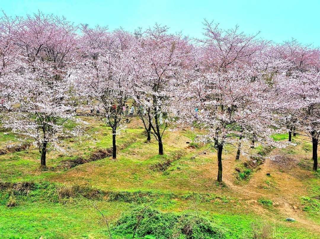 平坝农场-平坝县必去景点