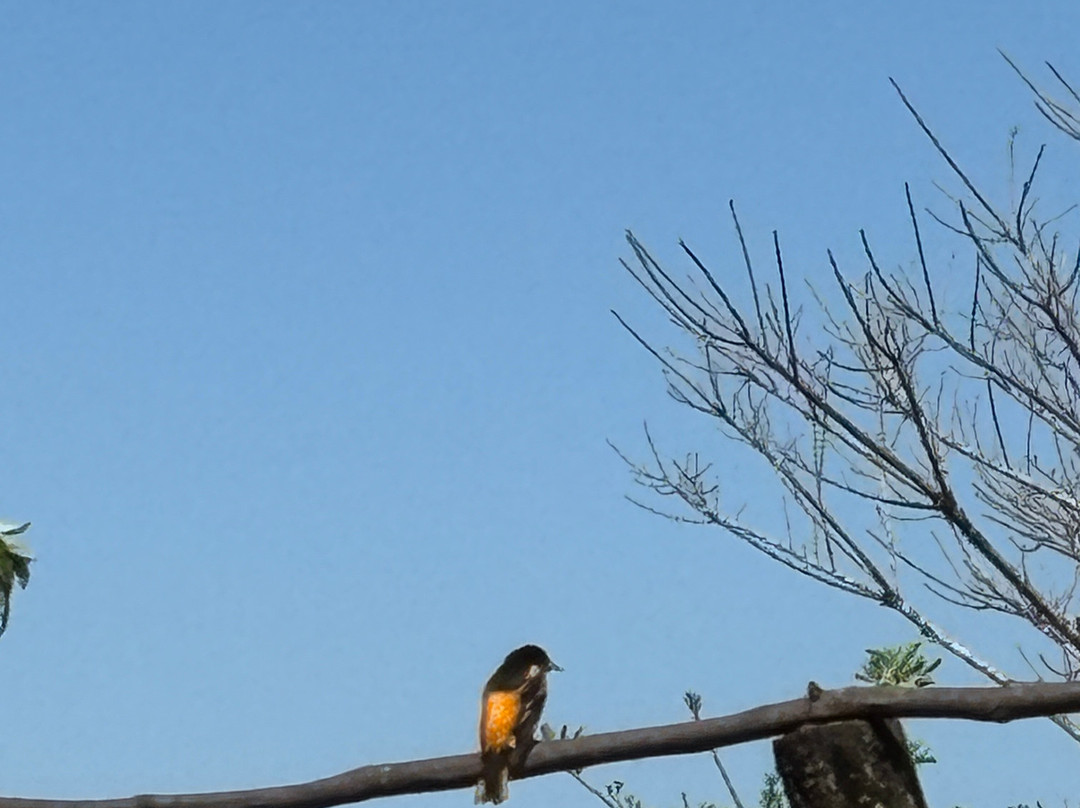 Finca Ecologica San Luis-蒙特沃德必去景点