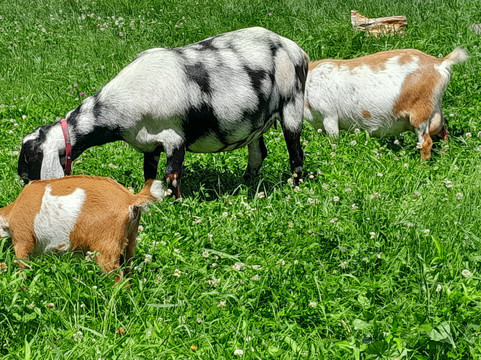 Sunflower Farm Creamery-Cumberland Center必去景点