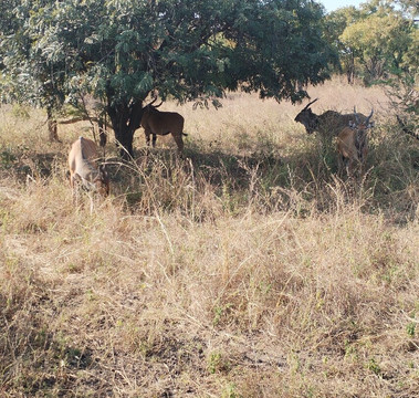 Fathala Wildlife Reserve-Dassilame Ba必去景点