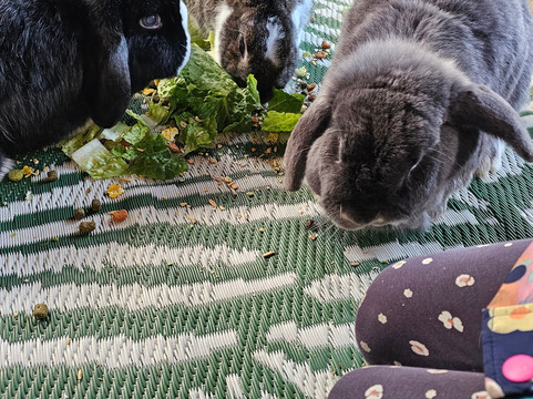 Wee Eden-West Calder必去景点