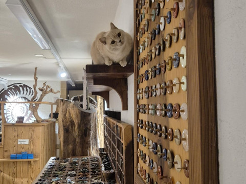 Murten Altstadt-Murten必去景点