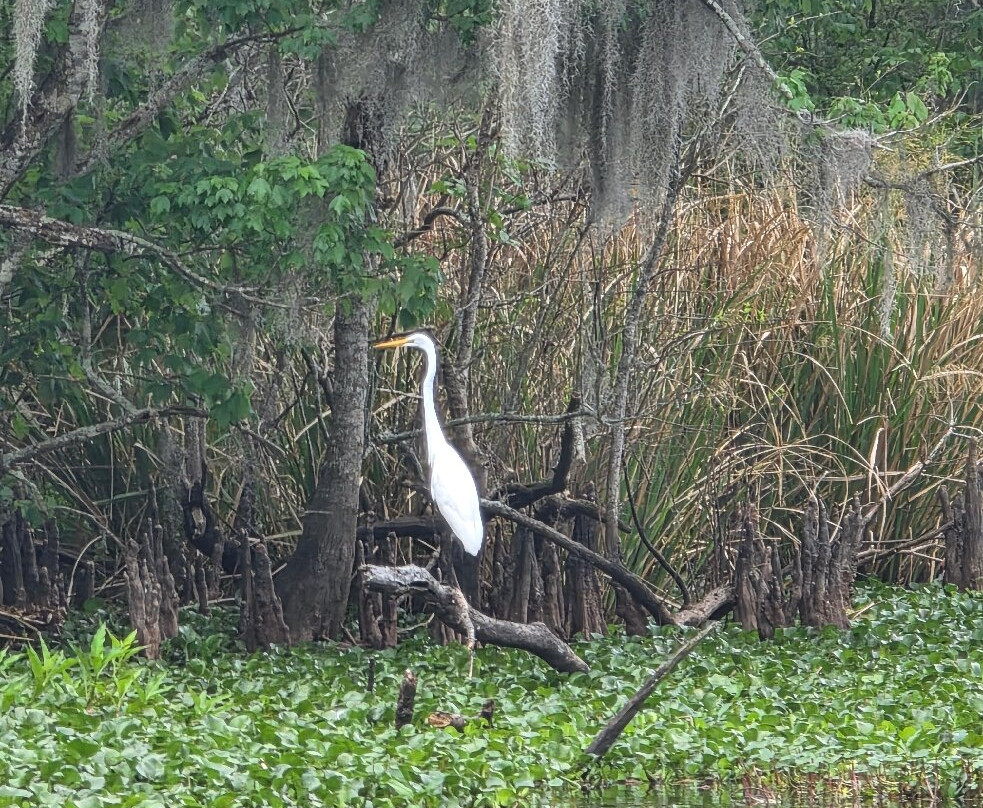 Zam's Bayou Swamp Tours-Kraemer必去景点