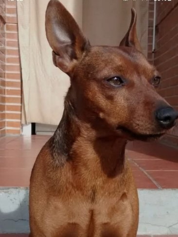 佩德罗尼拉女王酒店-官方