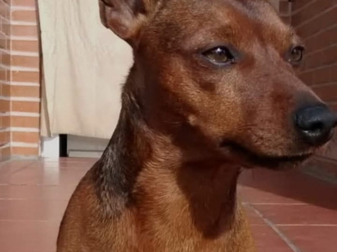 佩德罗尼拉女王酒店主图