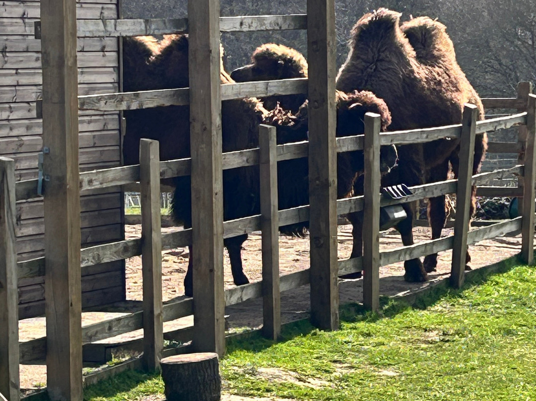 Jimmy's Farm & Wildlife Park-伊普斯威奇必去景点