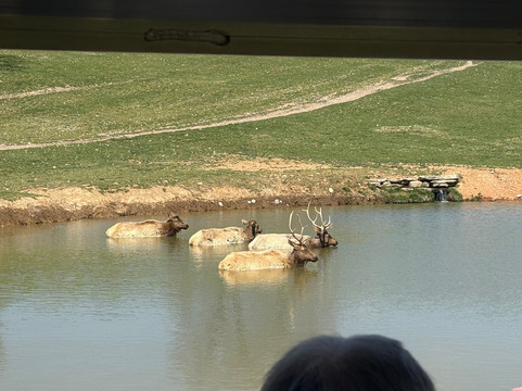 Dogwood Canyon Nature Park-Lampe必去景点