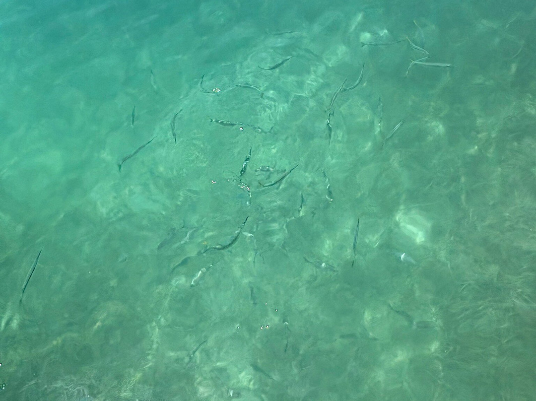 Wadadli Cats-安提瓜必去景点