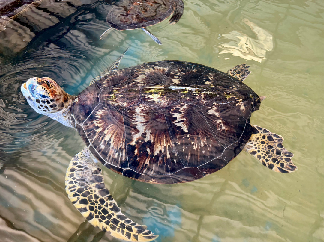 Experiential Journeys-科伦坡必去景点