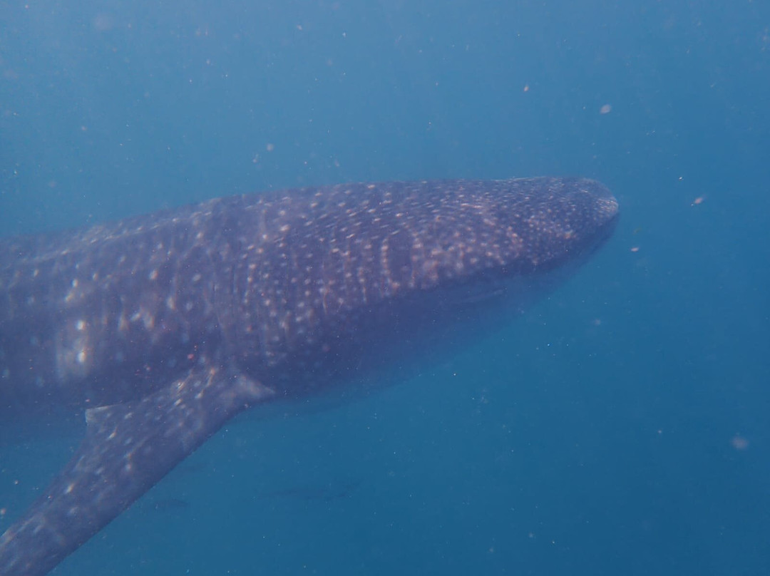 Mafia Whale Shark Tours-Kilindoni必去景点
