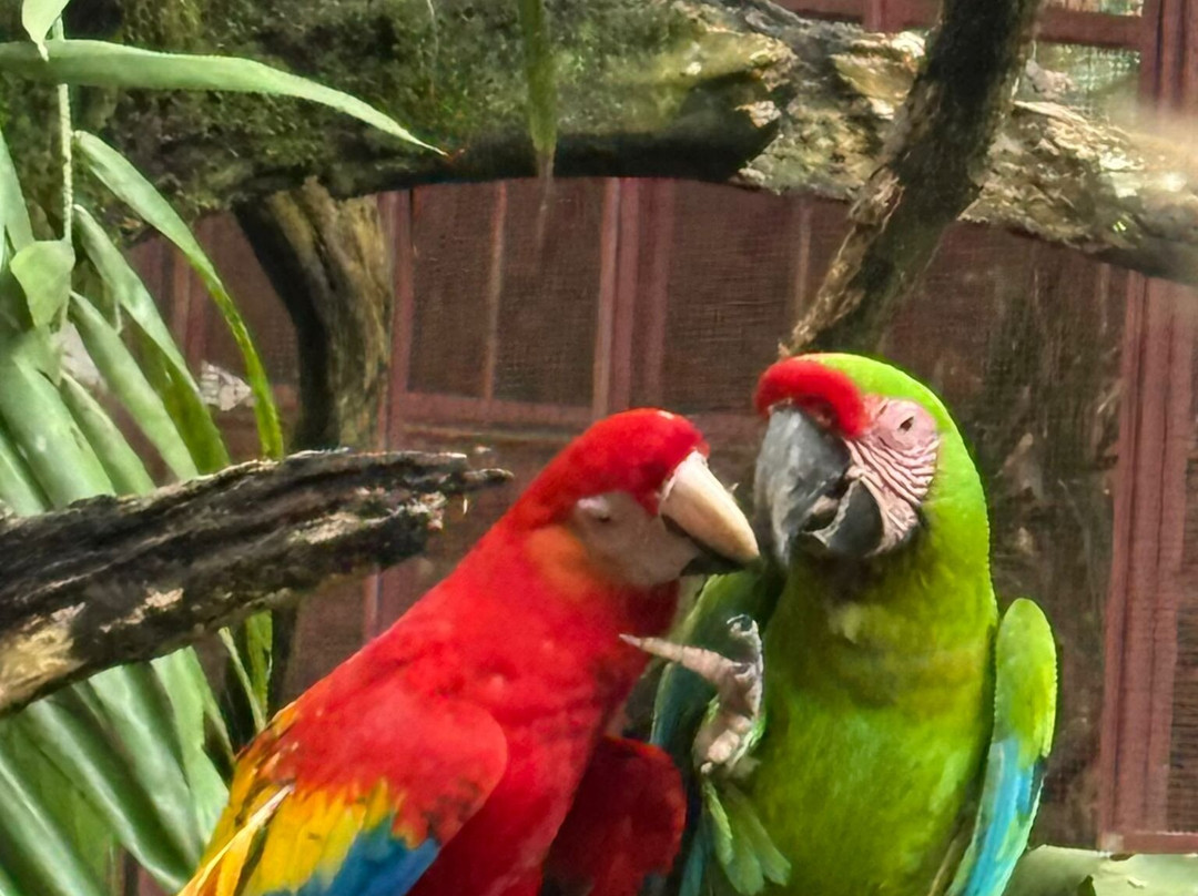 Jaguar Rescue Center-旧港必去景点