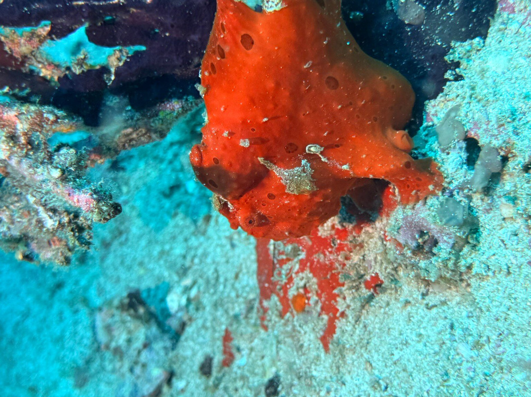 Fun & Sun Dive Travel-妈妈拍丝瓜岛必去景点