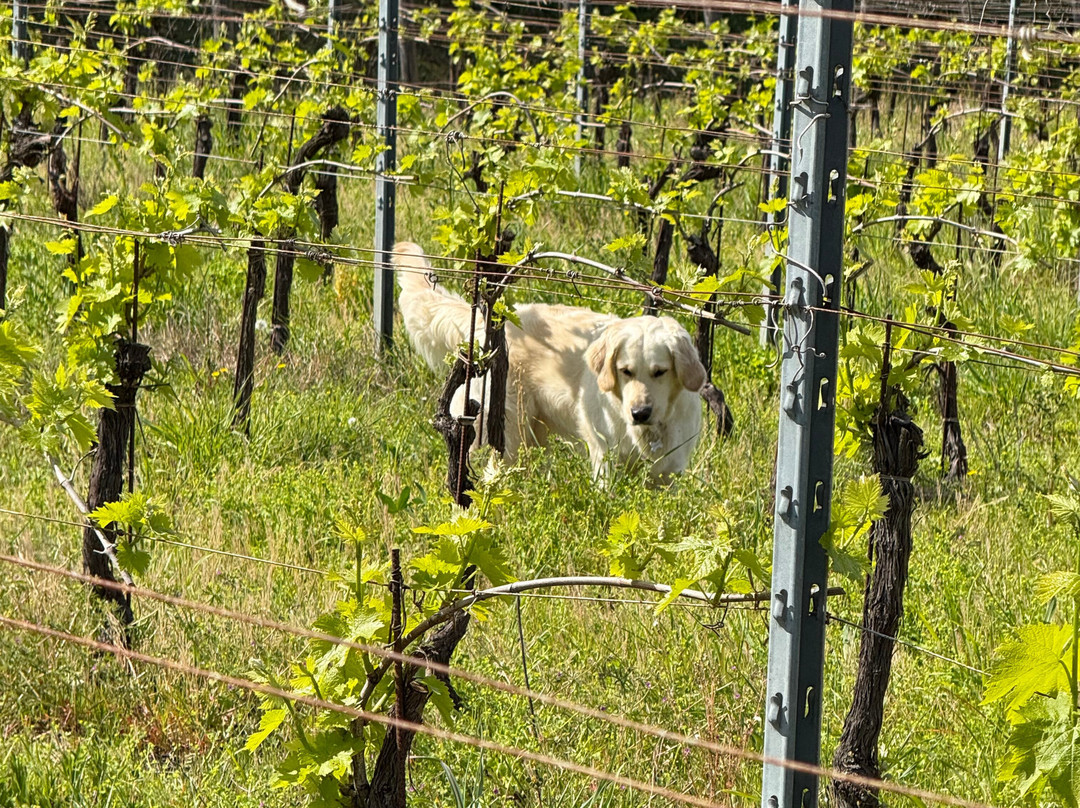 Fattoria Fibbiano-Terricciola必去景点