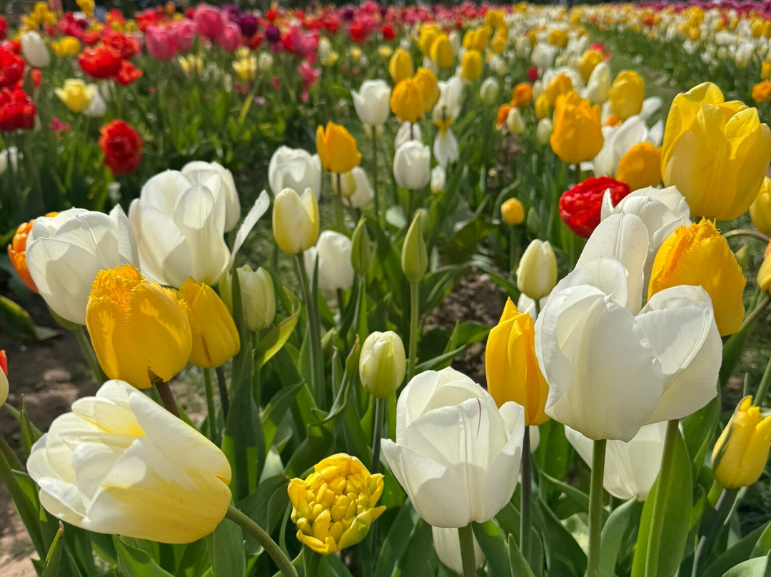 Tulleys Tulip Garden - Warwickshire-沃里克必去景点