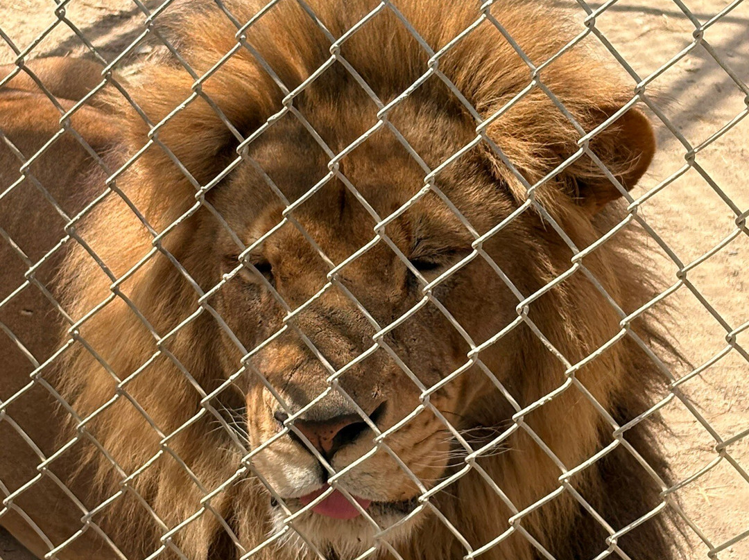 Animal Park NC-伯灵顿必去景点