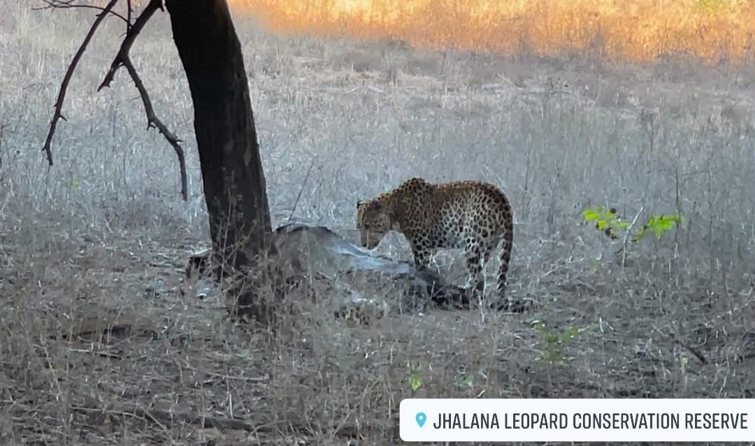 Jhalana Leopard Safari Park-斋蒲尔必去景点