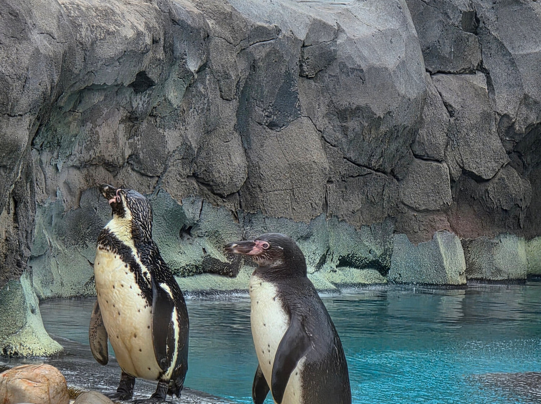 Rancho Texas Lanzarote Park-卡门港必去景点