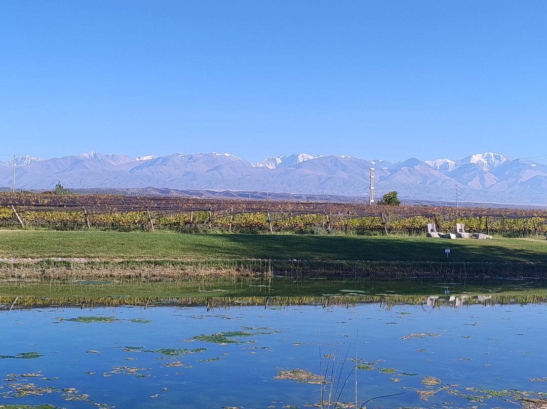Vendimia Wine Tours-门多萨必去景点