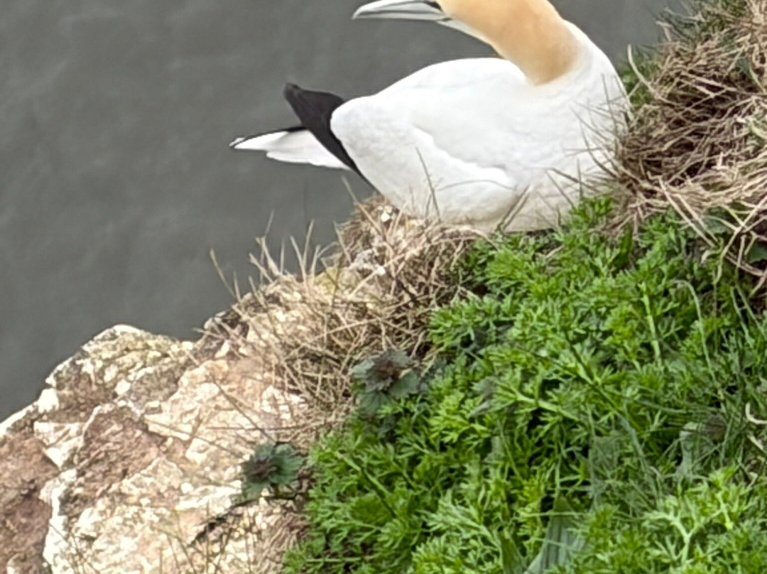 RSPB Bempton Cliffs-Bempton必去景点